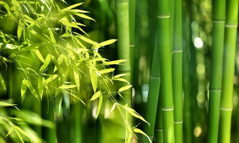 بامبو