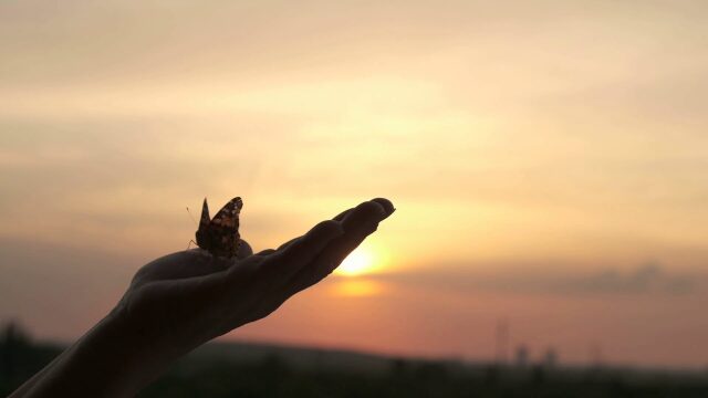 تولدی دوباره